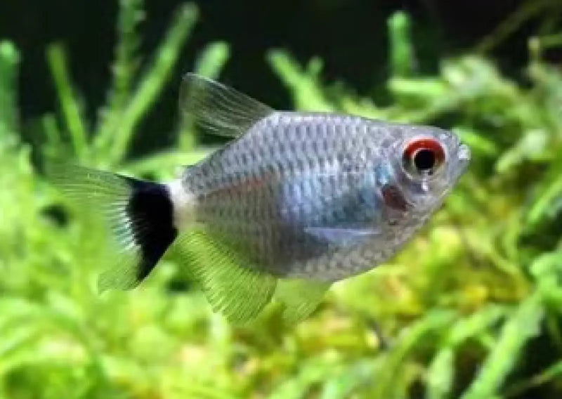 Balloon red eye tetra - livestock