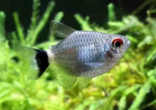 Balloon red eye tetra - livestock
