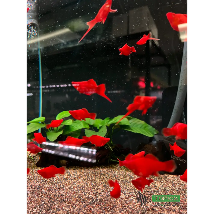 Balloon red swordtail - livestock