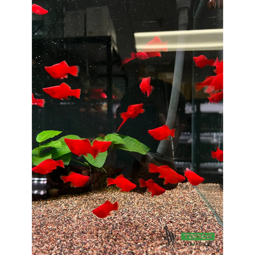 Balloon red swordtail - livestock