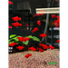 Balloon red swordtail - livestock