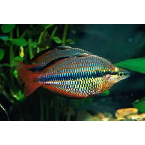 Banded rainbowfish - livestock