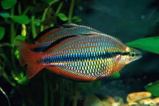 Banded Rainbowfish - Topick Aquarium