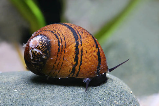 Batik snail - 1 - livestock