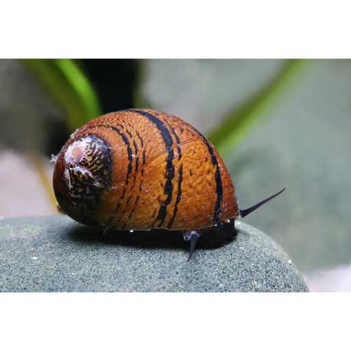 Batik snail - single - livestock