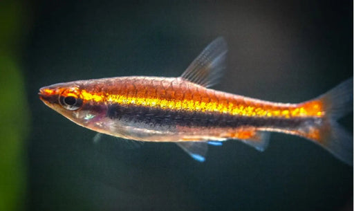 Beckford's Red Pencilfish - Topick Aquarium Canada