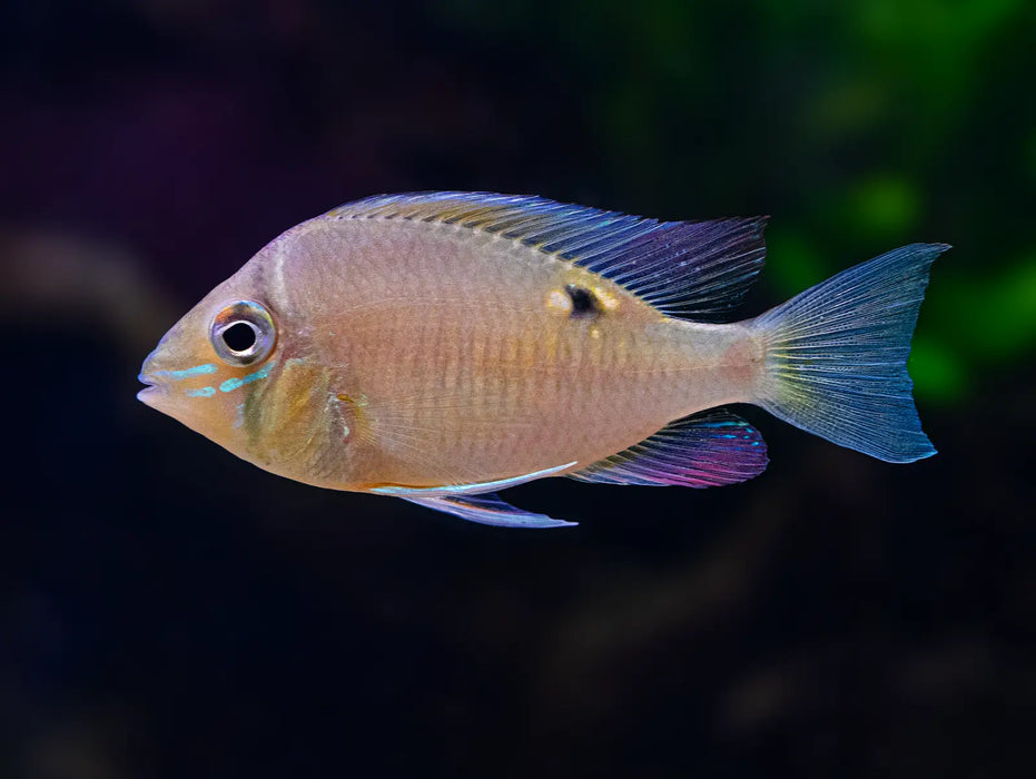 Biotodoma cupido cichlid - single fish - livestock
