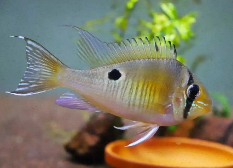 Santarém Cupid Cichlid - Topick Aquarium