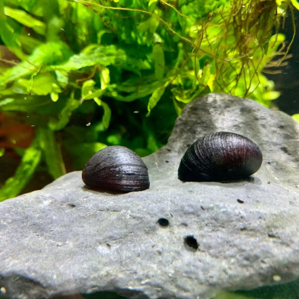 Topick Aquarium - Black Helmet Snail