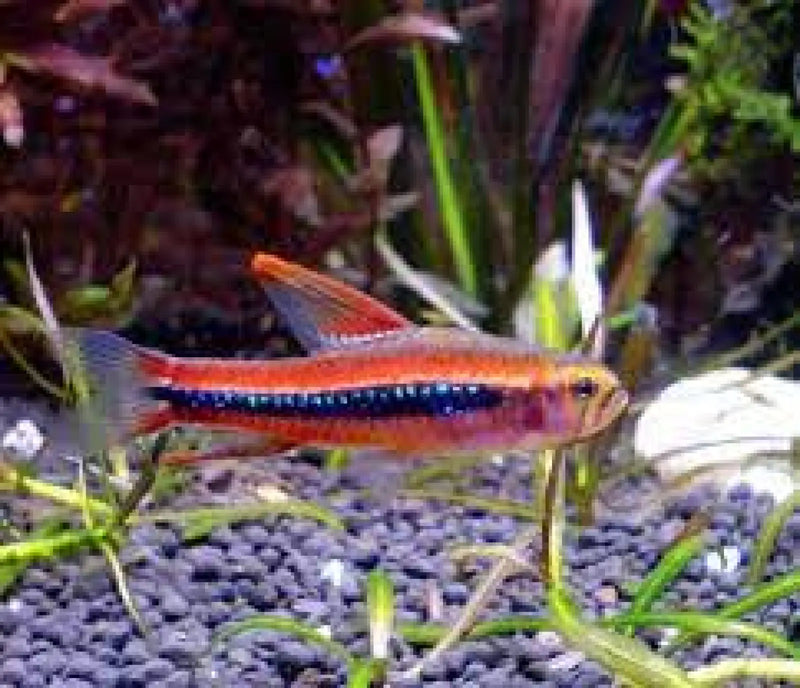 Black morpho tetra - livestock