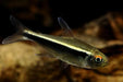 Black neon tetra - livestock