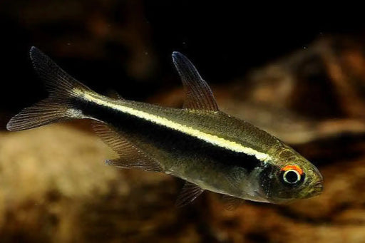 Black neon tetra - livestock
