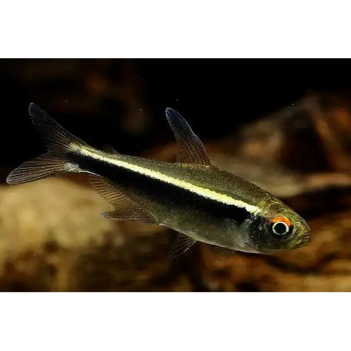 Black neon tetra livestock