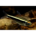 Black neon tetra livestock