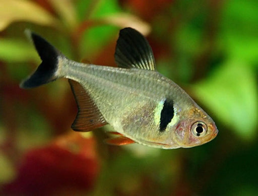 Black phantom tetra - livestock
