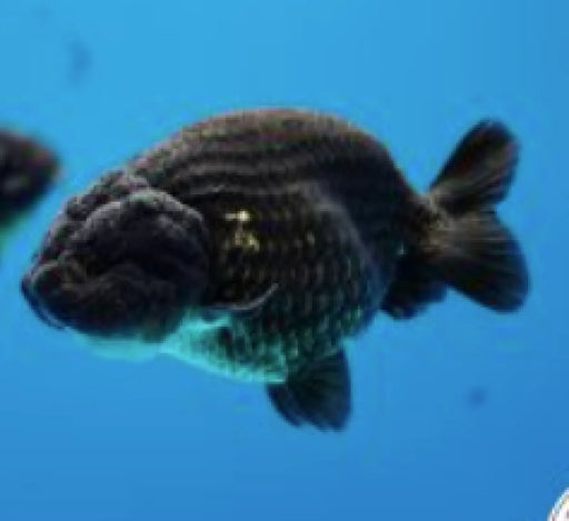 Black ranchu - 8-11cm