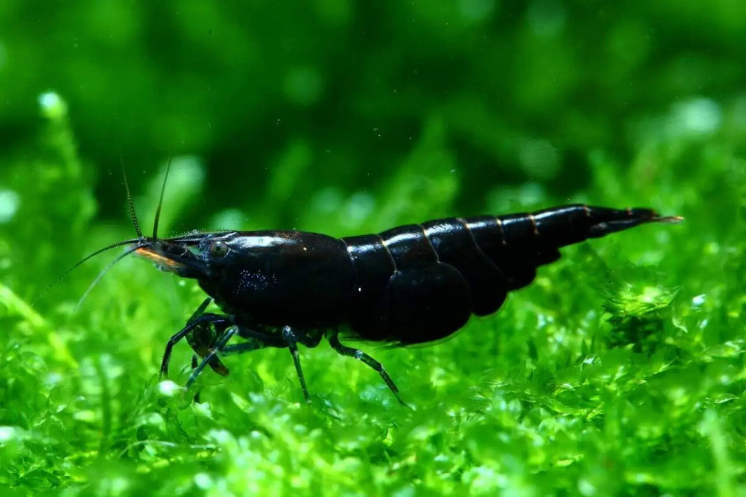 Black rose shrimp