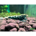 Black stars galaxy fishbone shrimp - livestock