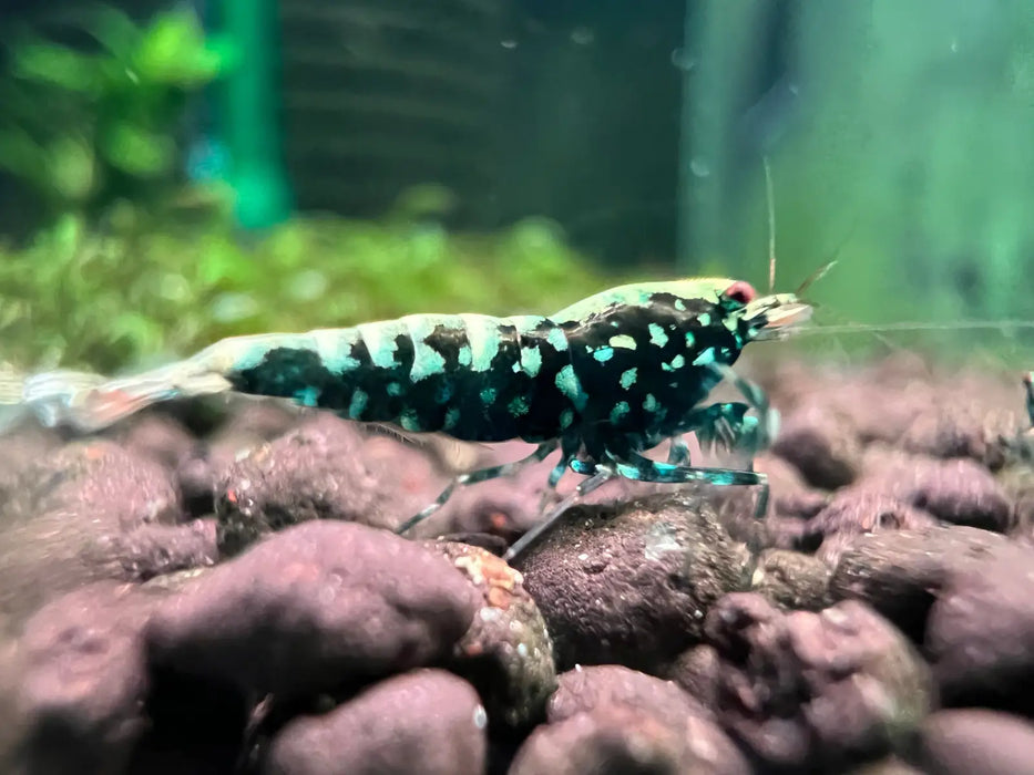 Black stars galaxy fishbone shrimp - livestock