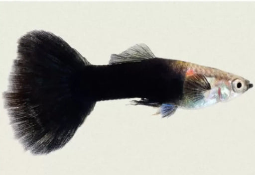 Black tail guppy - livestock