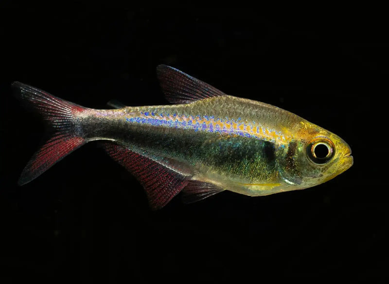 Bleeding blue tetra - 1 fish - livestock