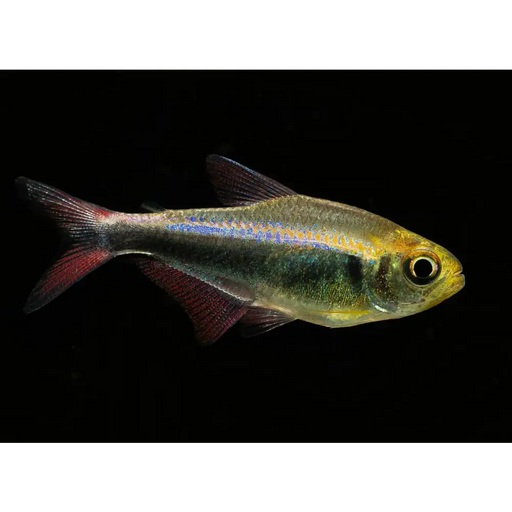 Bleeding blue tetra - 1 fish - livestock