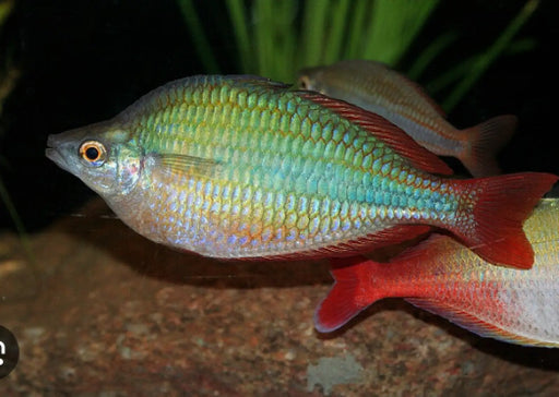 Bleher's Rainbowfish - Topick Aquarium