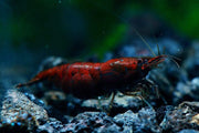 Bloody mary shrimp - livestock