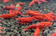 Bloody mary shrimp - livestock