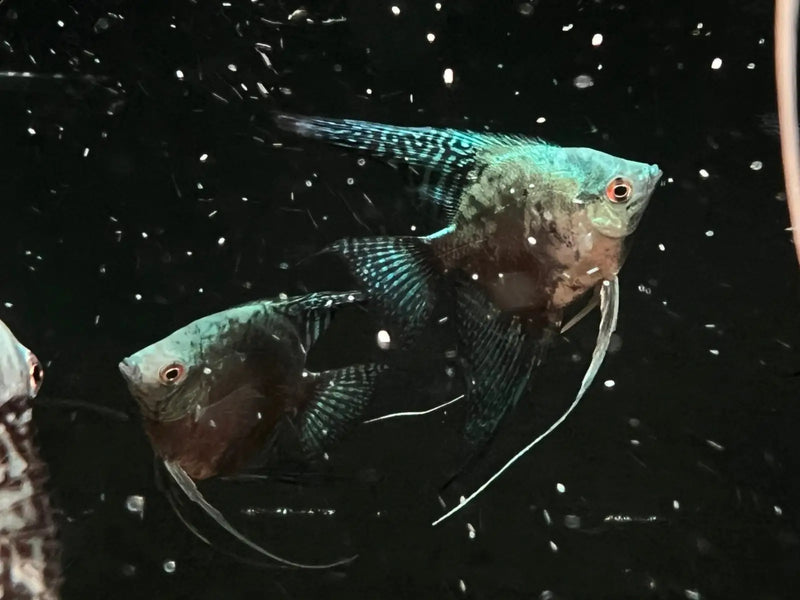 Blue Avatar Angelfish - Topick Aquarium