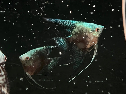 Blue Avatar Angelfish - Topick Aquarium
