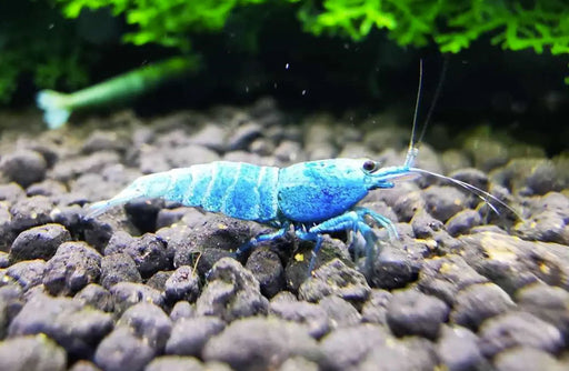 Blue bolt shrimp - mix grade - livestock