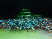 Blue bolt shrimp - mix grade - livestock