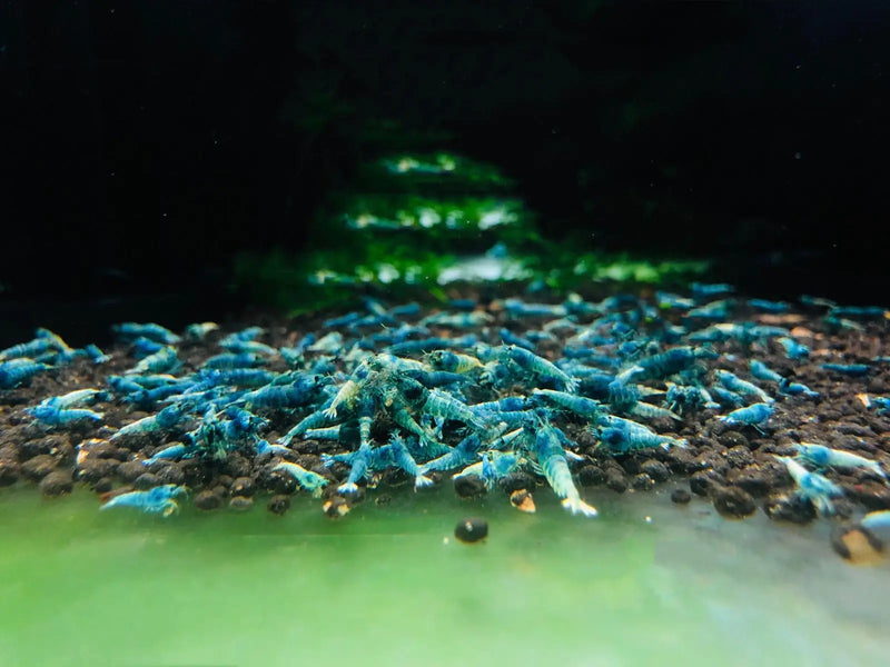Blue bolt shrimp - mix grade - livestock