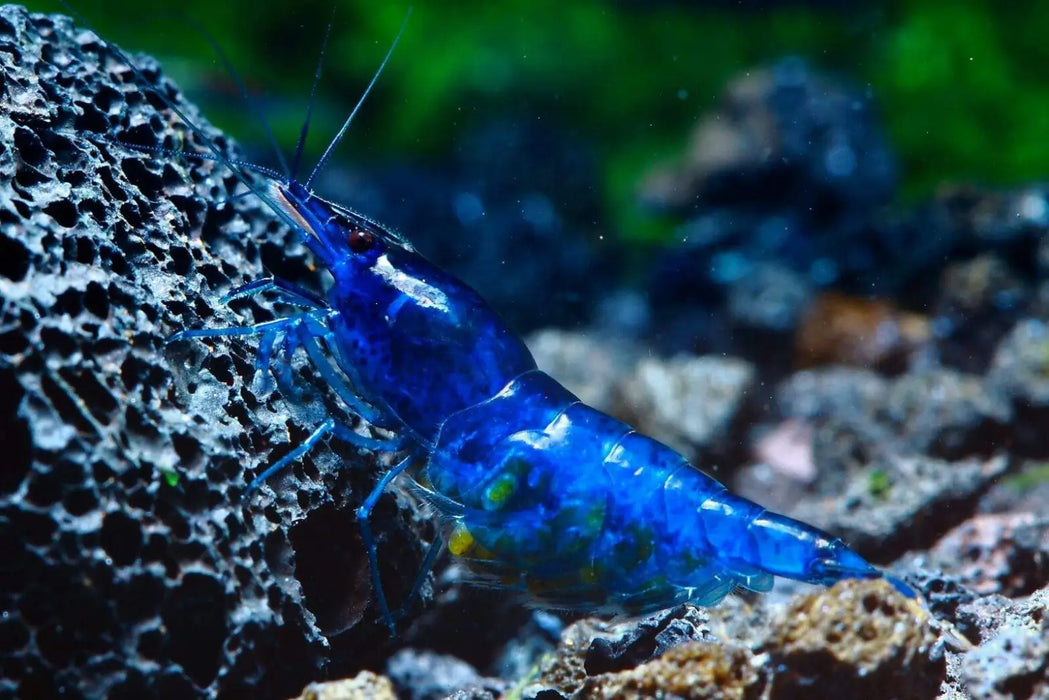 Blue diamond shrimp - livestock