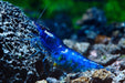Blue diamond shrimp - livestock