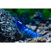 Blue diamond shrimp - livestock