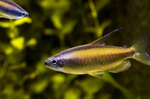 Blue eye golden congo tetra - 1 fish - livestock