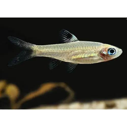 Blue eye rasbora - livestock
