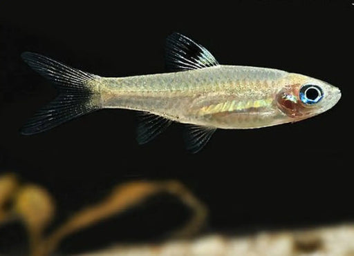 Blue eye rasbora - livestock