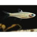 Blue eye rasbora - livestock