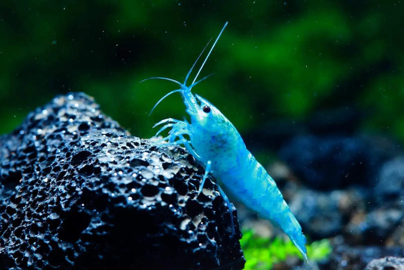 Blue jelly shrimp - livestock