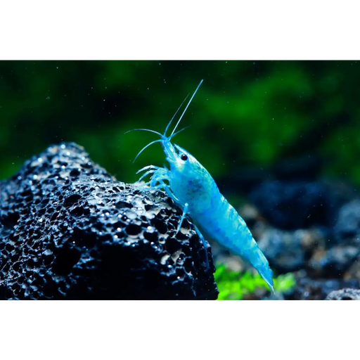 Blue jelly shrimp - livestock