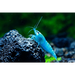 Blue jelly shrimp - livestock