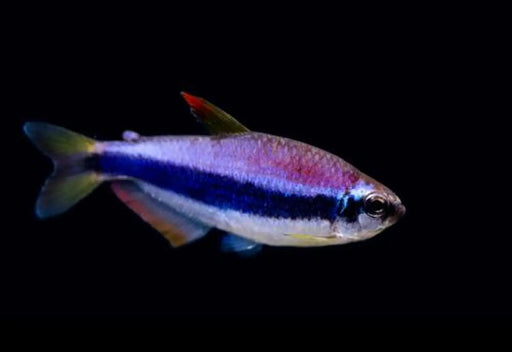 Blue kerri tetra - 1 fish - livestock