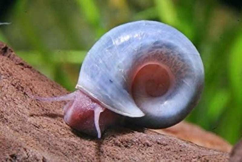 Blue ramshorn snail - livestock