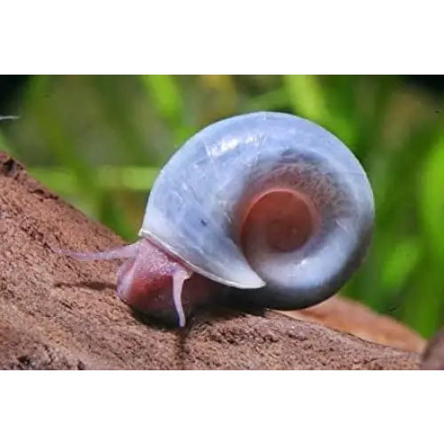 Blue ramshorn snail - livestock