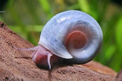 Blue ramshorn snail - livestock