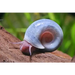 Blue ramshorn snail - livestock