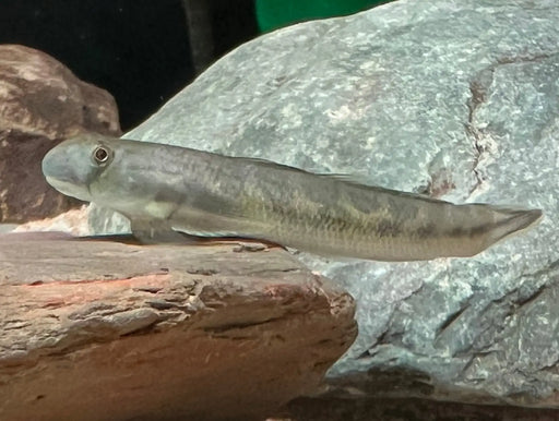 Blue snake goby - livestock